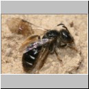 Lasioglossum interruptum - Furchenbiene w03 6mm.jpg